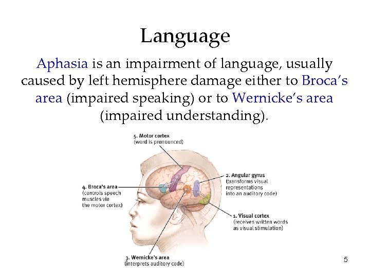 Language Aphasia is an impairment of language, usually caused by left hemisphere damage either