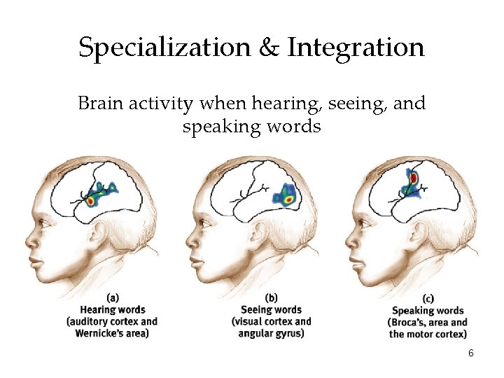 Specialization & Integration Brain activity when hearing, seeing, and speaking words 6 