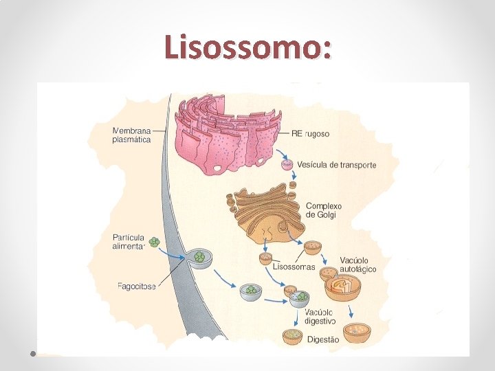 Lisossomo: 