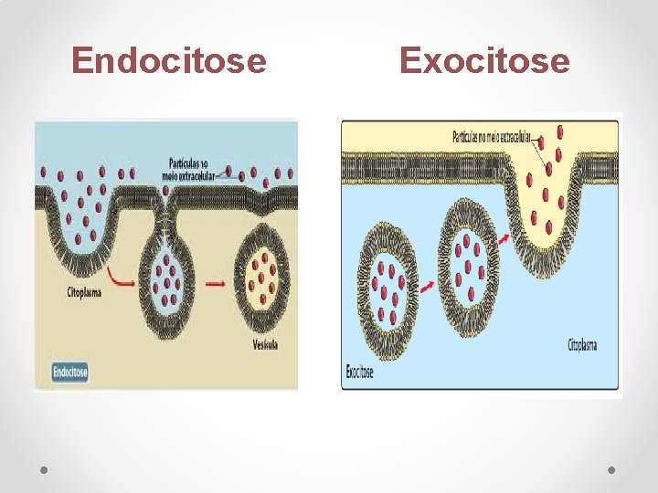 Endocitose Exocitose 