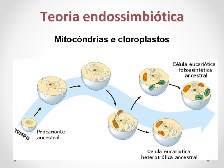 Teoria endossimbiótica Mitocôndrias e cloroplastos 