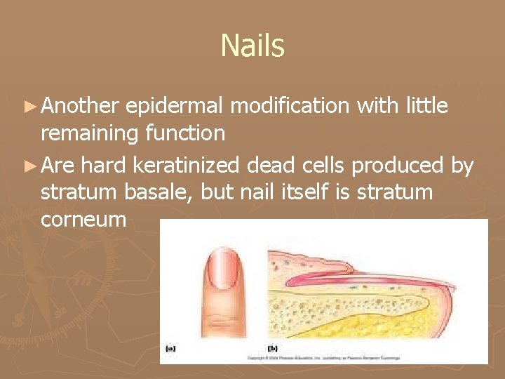 Nails ► Another epidermal modification with little remaining function ► Are hard keratinized dead Nails ► Another epidermal modification with little remaining function ► Are hard keratinized dead