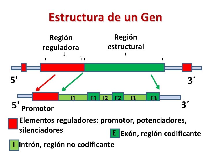 Estructura de un Gen Región reguladora Región estructural 5' 3´ 5' Promotor I 1
