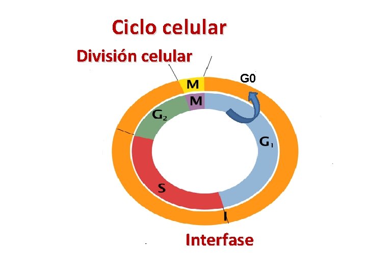 Ciclo celular División celular G 0 Interfase 