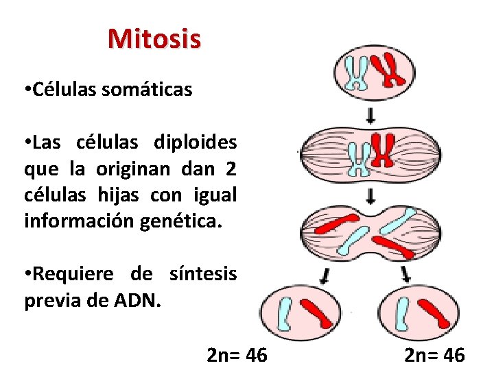 Mitosis • Células somáticas • Las células diploides que la originan dan 2 células