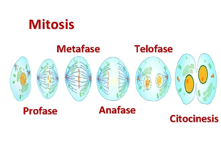 Mitosis Metafase Profase Telofase Anafase Citocinesis 