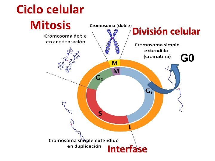 Ciclo celular Mitosis División celular G 0 Interfase 