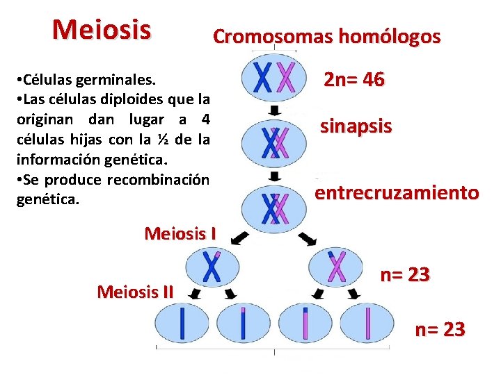 Meiosis Cromosomas homólogos • Células germinales. • Las células diploides que la originan dan
