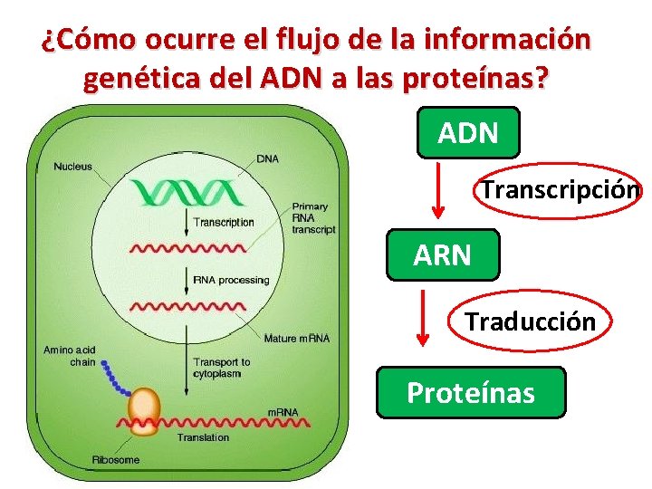 ¿Cómo ocurre el flujo de la información genética del ADN a las proteínas? ADN