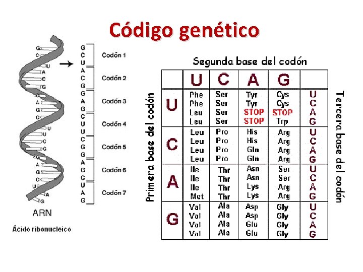 Código genético 