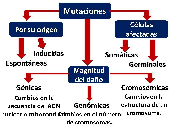 Mutaciones Células afectadas Por su origen Inducidas Espontáneas Génicas Magnitud del daño Somáticas Germinales