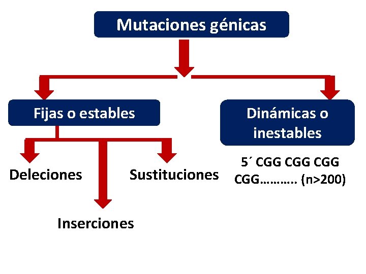 Mutaciones génicas Fijas o estables Deleciones Sustituciones Inserciones Dinámicas o inestables 5´ CGG CGG……….
