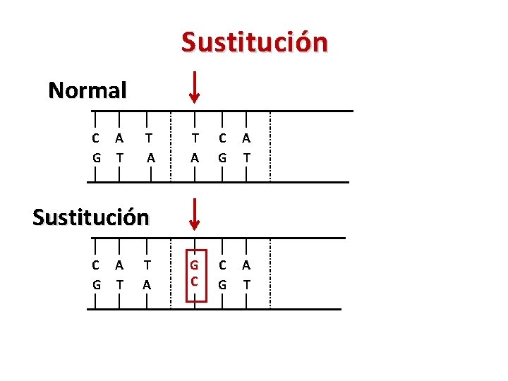 Sustitución Normal C A G T T A C G A T G C