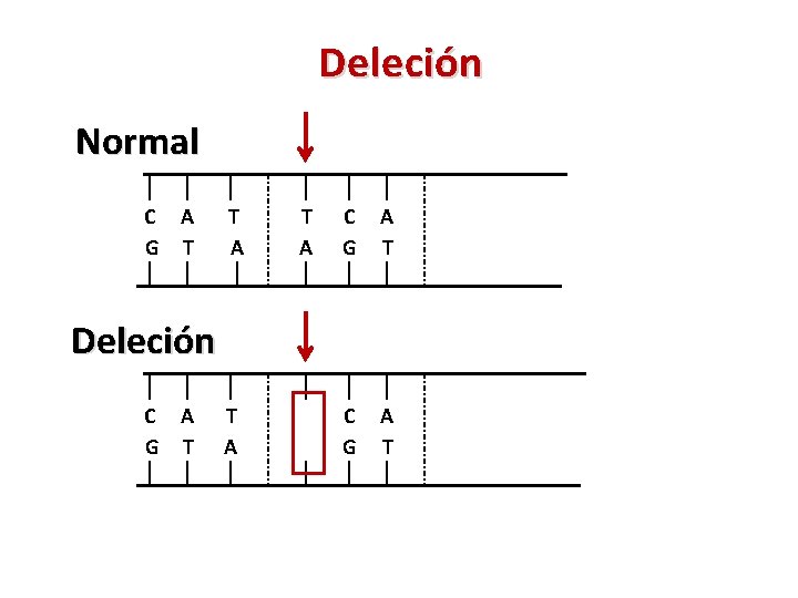 Deleción Normal C A G T T A C G A T Deleción C