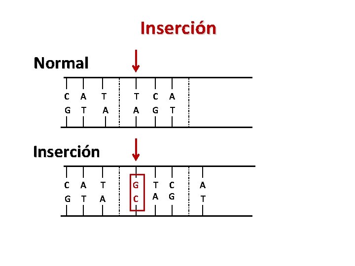 Inserción Normal C A G T T A C G A T T A