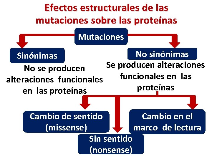 Efectos estructurales de las mutaciones sobre las proteínas Mutaciones No sinónimas Se producen alteraciones