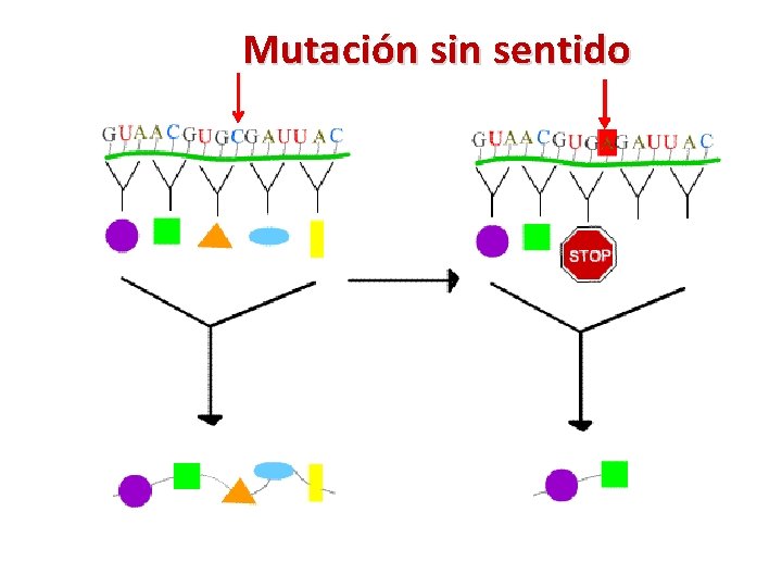 Mutación sin sentido 
