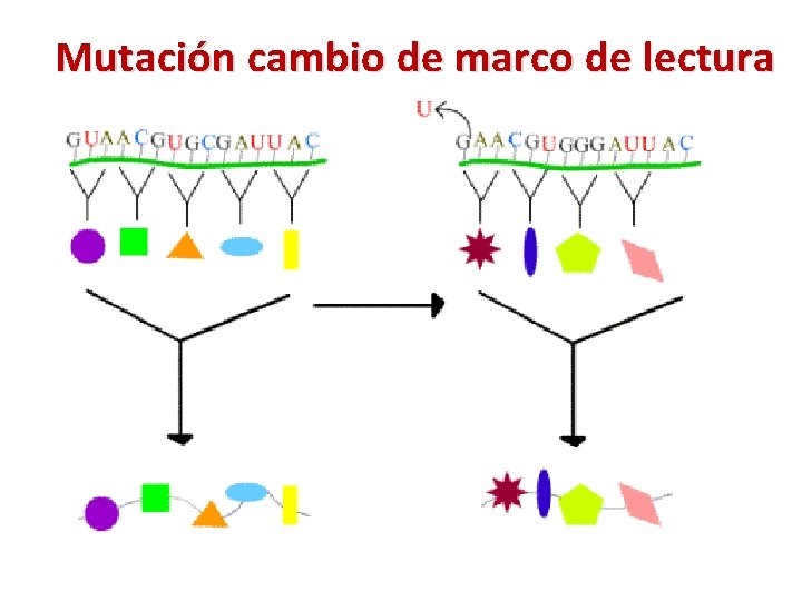 Mutación cambio de marco de lectura 