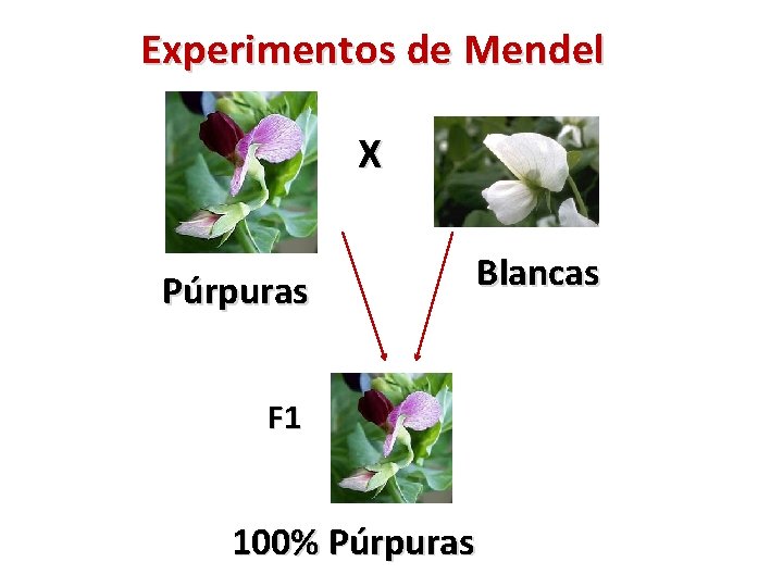 Experimentos de Mendel X Púrpuras F 1 100% Púrpuras Blancas 
