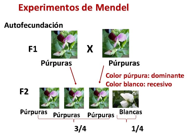 Experimentos de Mendel Autofecundación X F 1 Púrpuras Color púrpura: dominante Color blanco: recesivo