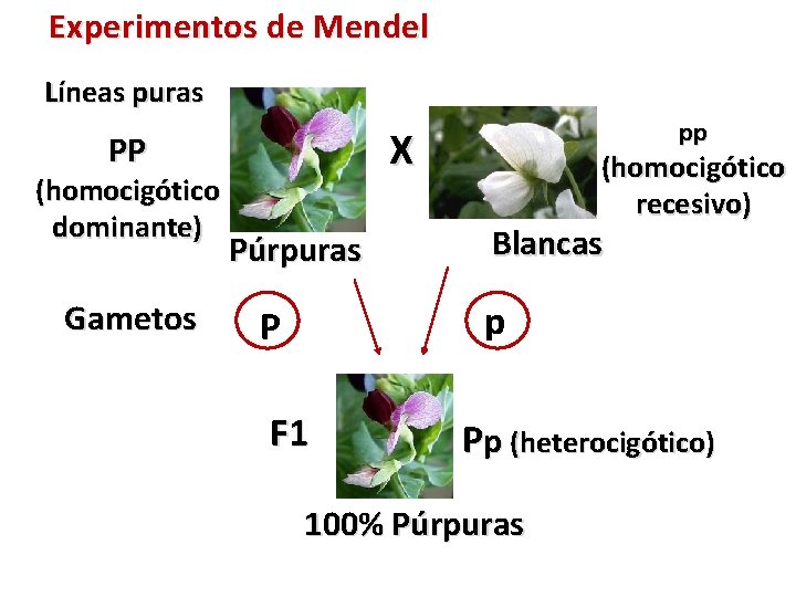 Experimentos de Mendel Líneas puras X PP (homocigótico dominante) Gametos pp Púrpuras (homocigótico recesivo)