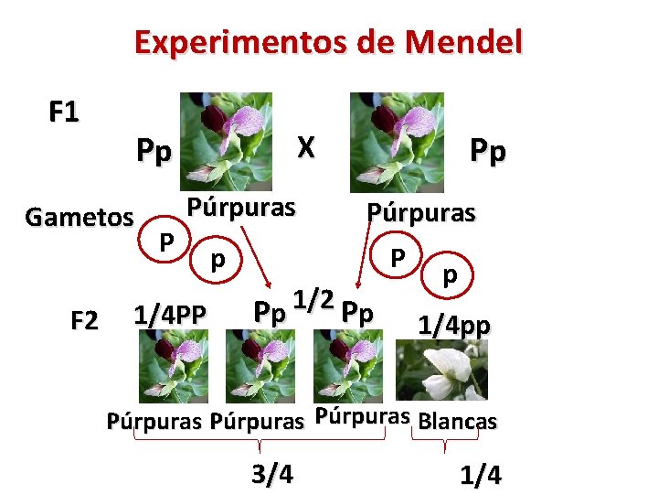 Experimentos de Mendel F 1 Pp Gametos F 2 P Pp X Púrpuras 1/4