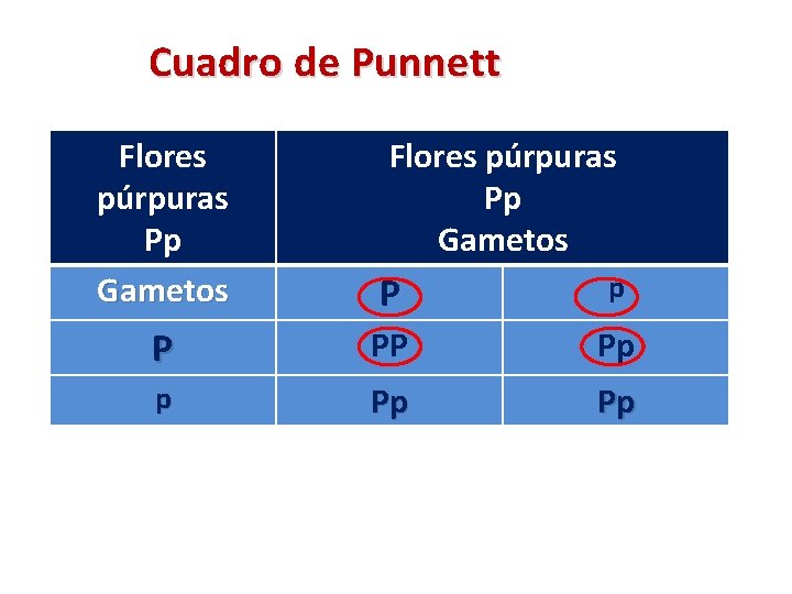 Cuadro de Punnett Flores púrpuras Pp Gametos P p P PP Pp p Pp