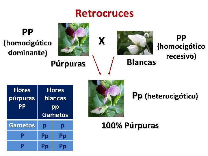 Retrocruces PP (homocigótico dominante) Púrpuras Flores púrpuras PP Flores blancas pp Gametos p p