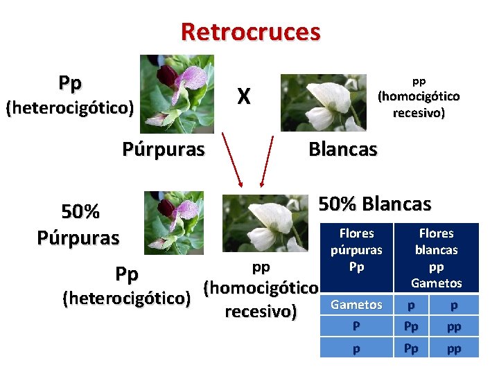 Retrocruces Pp pp X (heterocigótico) (homocigótico recesivo) Púrpuras Blancas 50% Púrpuras Pp (heterocigótico) pp