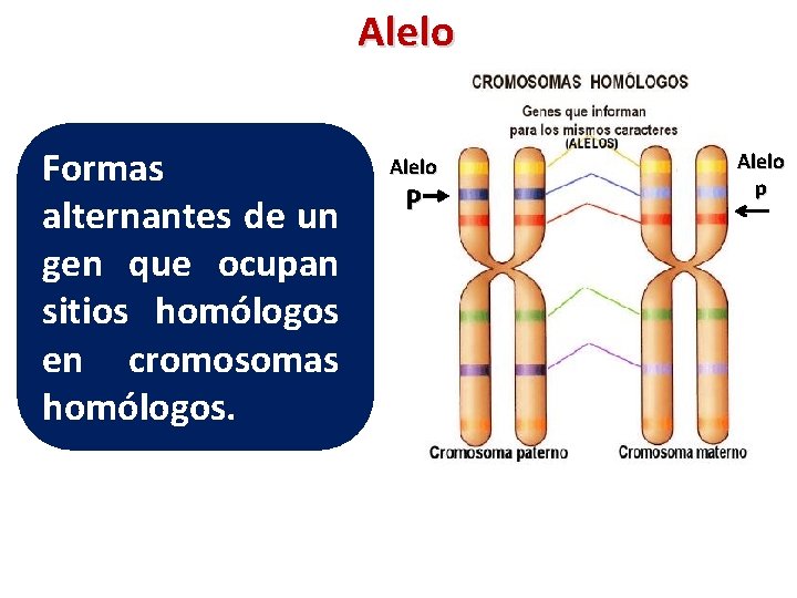 Alelo Formas alternantes de un gen que ocupan sitios homólogos en cromosomas homólogos. Alelo