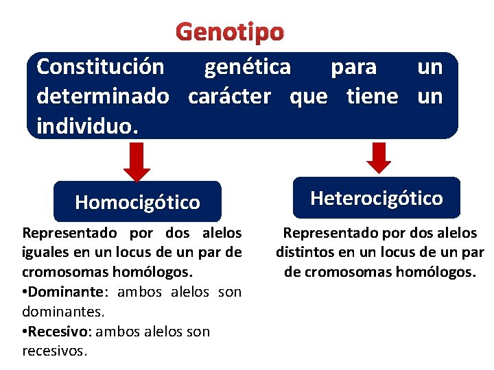 Genotipo Constitución genética para un determinado carácter que tiene un individuo. Homocigótico Representado por