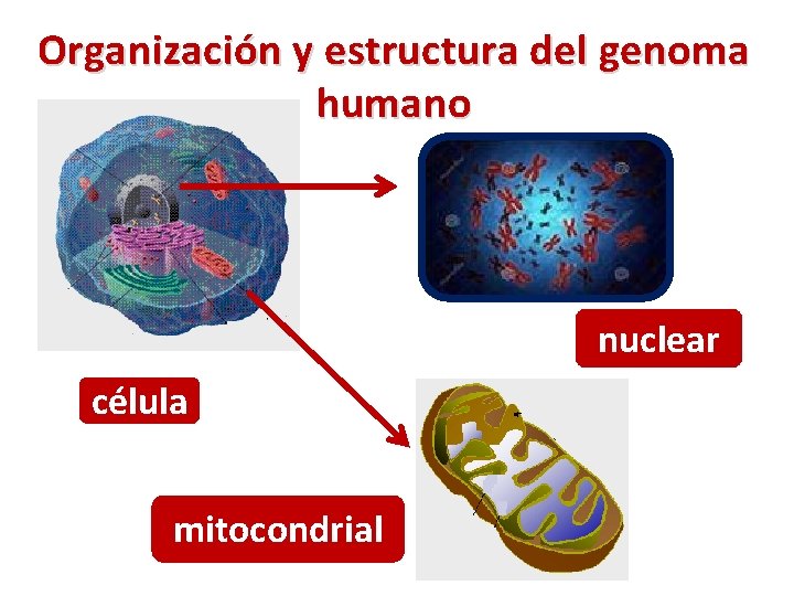 Organización y estructura del genoma humano nuclear célula mitocondrial 