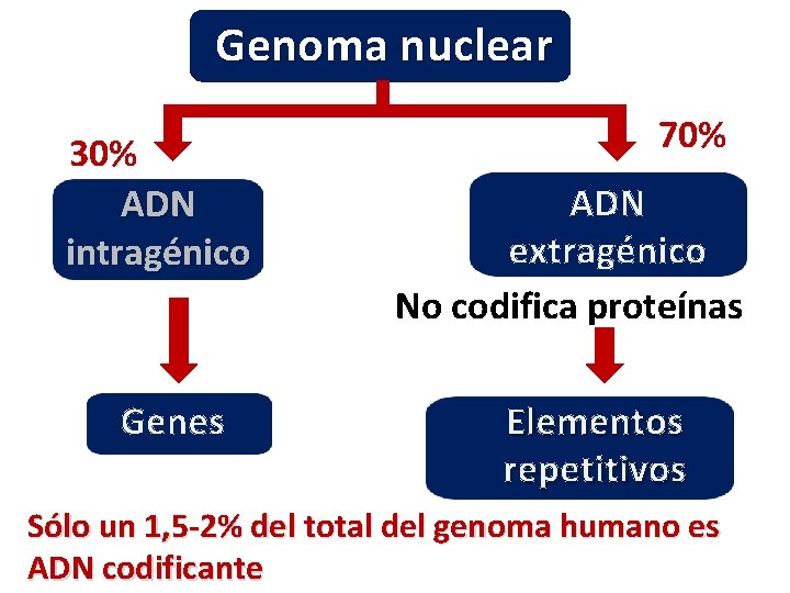 Genoma nuclear 30% ADN intragénico Genes 70% ADN extragénico No codifica proteínas Elementos repetitivos