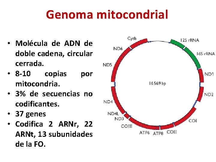 Genoma mitocondrial • Molécula de ADN de doble cadena, circular cerrada. • 8 -10