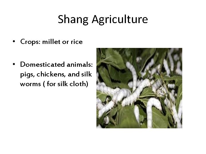 Shang Agriculture • Crops: millet or rice • Domesticated animals: pigs, chickens, and silk