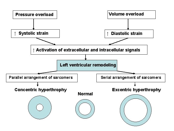 Volume overload Pressure overload ↑ Systolic strain ↑ Diastolic strain ↑ Activation of extracellular