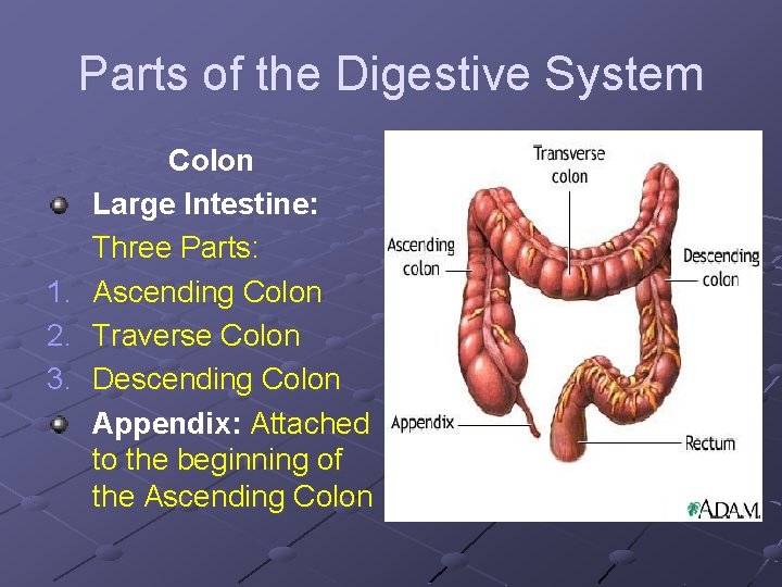 Parts of the Digestive System Colon Large Intestine: Three Parts: 1. Ascending Colon 2. Parts of the Digestive System Colon Large Intestine: Three Parts: 1. Ascending Colon 2.