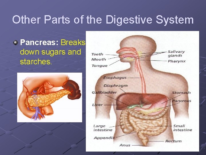 Other Parts of the Digestive System Pancreas: Breaks down sugars and starches. Other Parts of the Digestive System Pancreas: Breaks down sugars and starches.