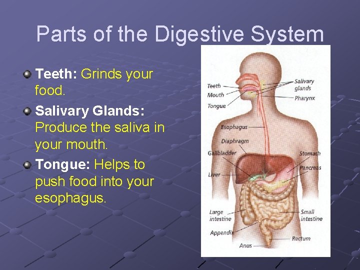 Parts of the Digestive System Teeth: Grinds your food. Salivary Glands: Produce the saliva Parts of the Digestive System Teeth: Grinds your food. Salivary Glands: Produce the saliva