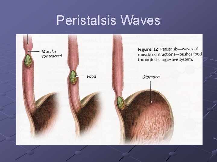 Peristalsis Waves Peristalsis Waves