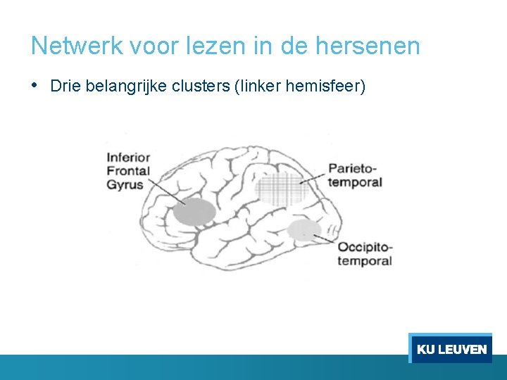 Netwerk voor lezen in de hersenen • Drie belangrijke clusters (linker hemisfeer) 