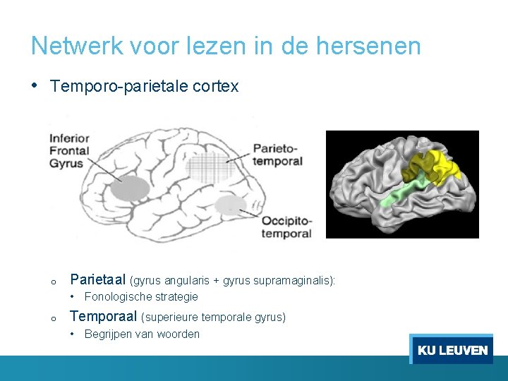 Netwerk voor lezen in de hersenen • Temporo-parietale cortex o Parietaal (gyrus angularis +