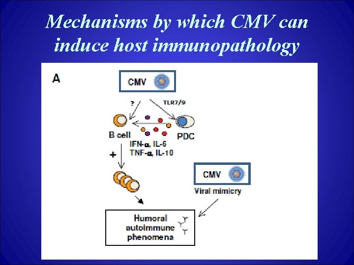 Mechanisms by which CMV can induce host immunopathology 