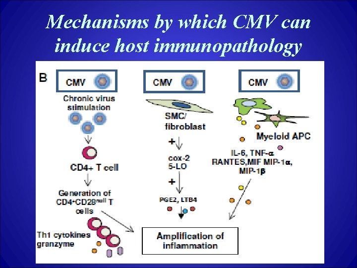 Mechanisms by which CMV can induce host immunopathology 