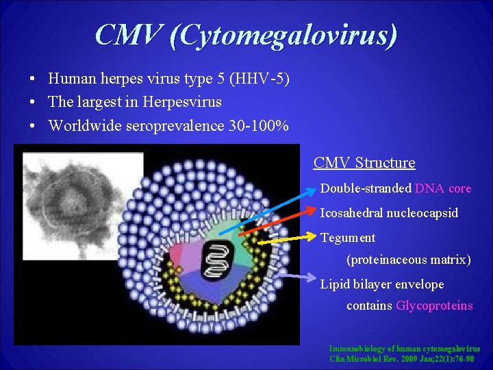 CMV (Cytomegalovirus) • Human herpes virus type 5 (HHV-5) • The largest in Herpesvirus