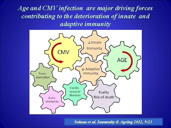 Age and CMV infection are major driving forces contributing to the deterioration of innate