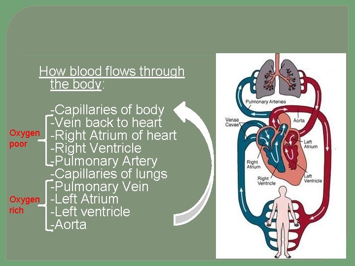 How blood flows through the body: Oxygen poor Oxygen rich -Capillaries of body -Vein