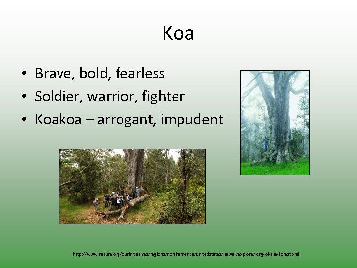 Koa • Brave, bold, fearless • Soldier, warrior, fighter • Koakoa – arrogant, impudent