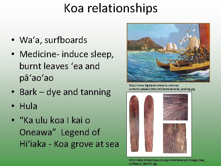 Koa relationships • Wa‘a, surfboards • Medicine- induce sleep, burnt leaves ‘ea and pā‘ao‘ao