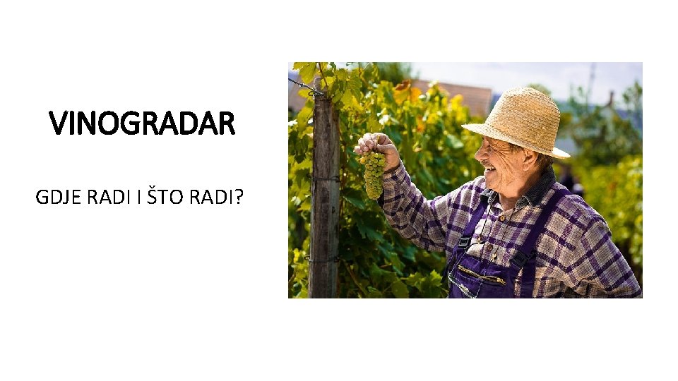 VINOGRADAR GDJE RADI I ŠTO RADI? 